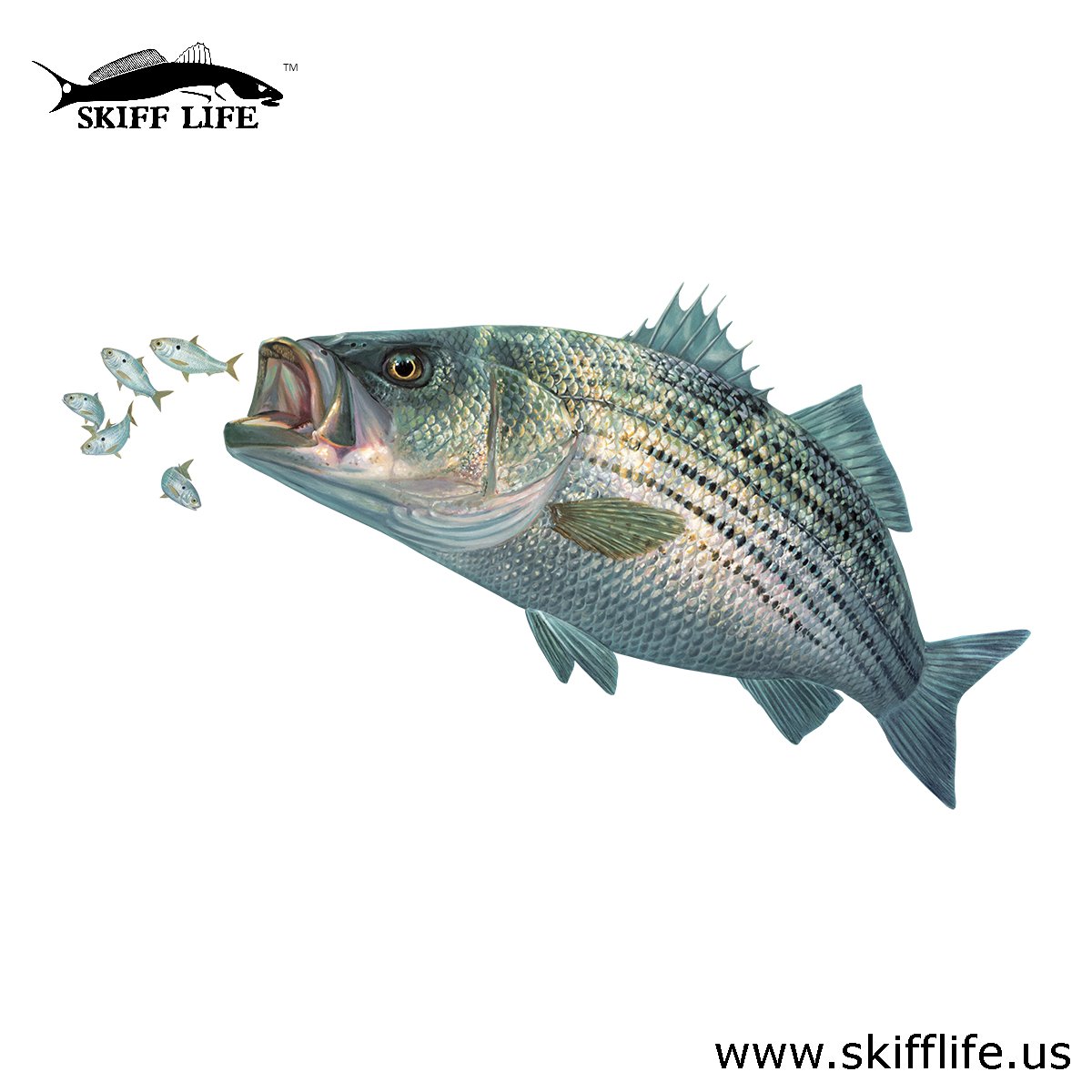 KittenswpDIGI's tweet photo. Striper Decal with Baitfish https://t.co/MNcJkfZ3vN #BoatDecals https://t.co/wi5zXCioa8