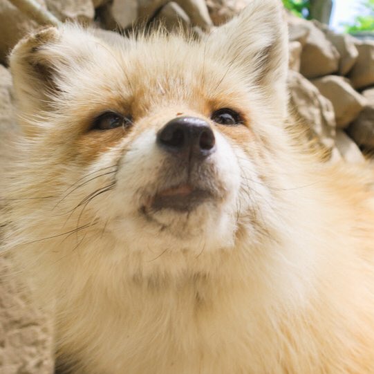 renjun the fox tweet media