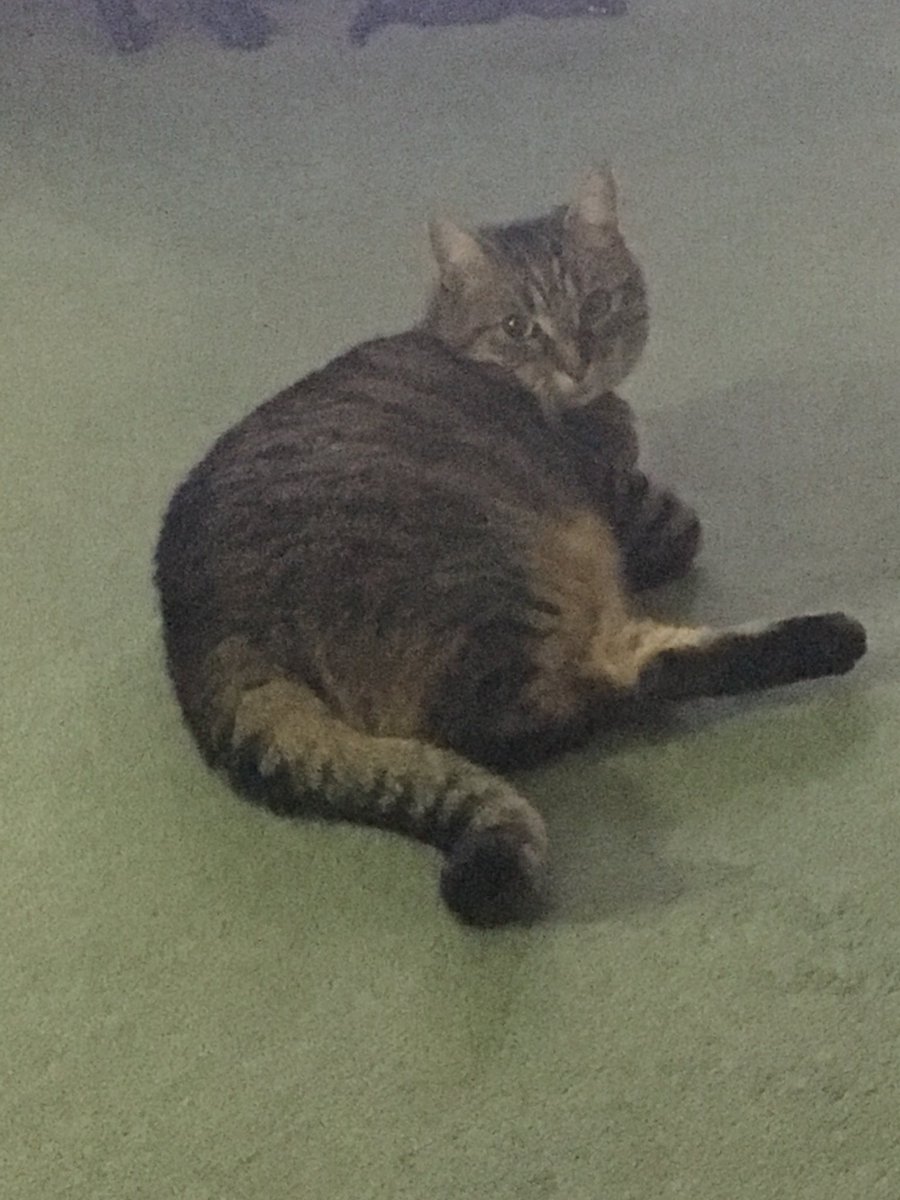 MeowKitKatMeow's tweet photo. It’s been a while, living life at my grandparents whilst my mum and Dad work in the US... relaxing.... https://t.co/Eu1H8tLTzA