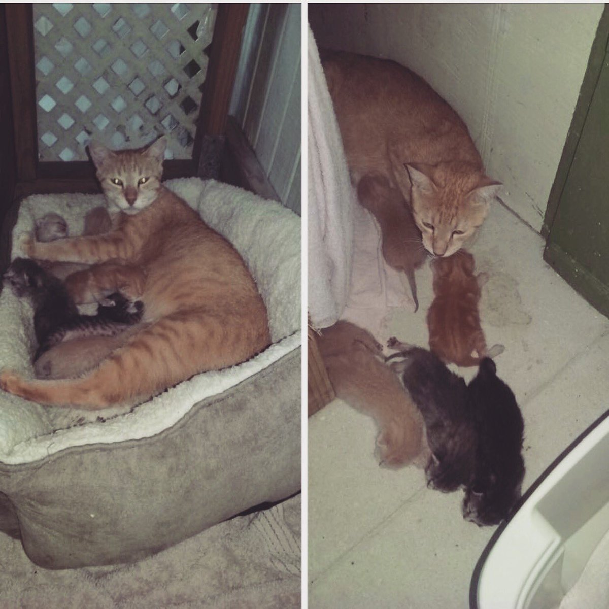 causeforpawsfl's tweet photo. Momma kitty and a few of her babies who are just a week old. #AdoptDontShop #AdoptMe #Adoptable #AdoptableCats #AdoptableKittens #Rescue #CatRescue #RescueCat #RescueKitten #CatLife #CatHaven #Sanctuary #CatSanctuary #KittenRescue #KittenSanctuary #FosteringSavesLives #Foster https://t.co/4n1ztvzPwJ