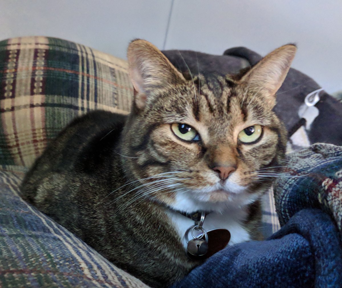 NButer24's tweet photo. My whole heart 🥰🐾😻❤️ https://t.co/AHCpm8fvhQ