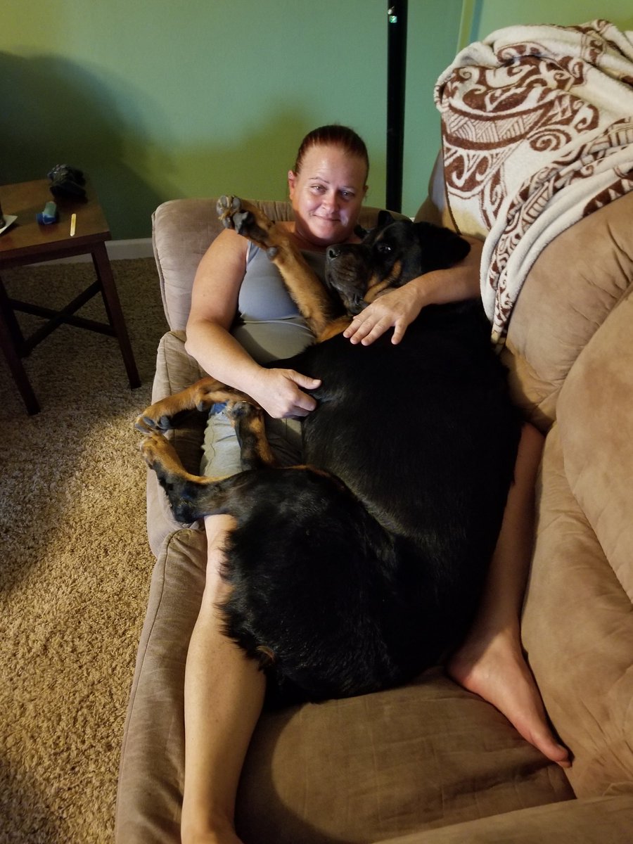 cher_harle's tweet photo. My baby boy is doing much better. No more kennel cough and he even gained 7 lbs bringing him up to 119 lbs. And, yes, I lifted his heavy ass to lay with me. #rottymommy #rottweiler #rotty #rottweilersoftwitter https://t.co/uN9RcsAsz3