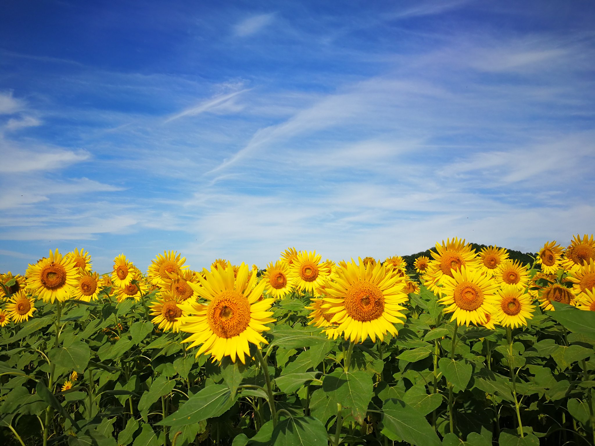 Megumi O 今日の栃木は涼しかったー朝早起きして益子のひまわり畑行ってきた 朝一行ったら人全然いなくて風も気持ち良かった 益子のおしゃれカフェで腹ごしらえ ひまわり おしゃれカフェ 益子 納屋カフェ T Co lhnonihk Twitter Megumi O 今日の栃木は涼しかったー朝早起きして益子のひまわり畑行ってきた 朝一行ったら人全然いなくて風も気持ち良かった 益子のおしゃれカフェで腹ごしらえ ひまわり おしゃれカフェ 益子 納屋カフェ T Co lhnonihk Twitter