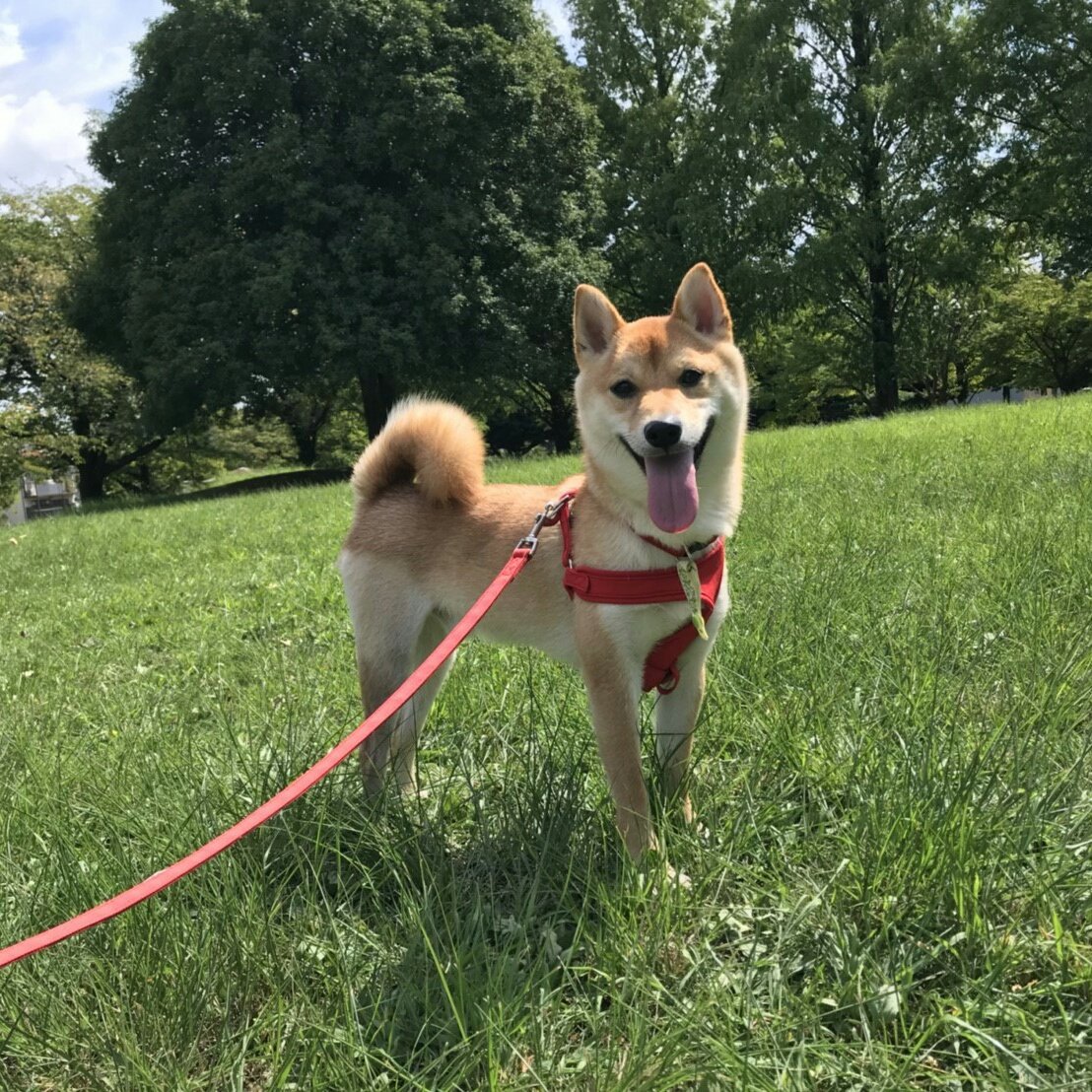 柴犬きゅう なな りく おれだけ とくべつね ってきょうもこうえんにきたよ さいこーっ 柴犬九七六 膝蓋骨脱臼 パテラ 術後19日目 六すまいる