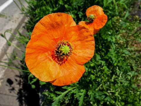 ট ইট র 花ずかん速報 ハナソク 花 花図鑑 花言葉 写真 ナガミヒナゲシ 長実雛罌粟 花ずかん速報 ハナソク ナガミヒナゲシ 長実雛罌粟 花図鑑 T Co Jgkom4ljau