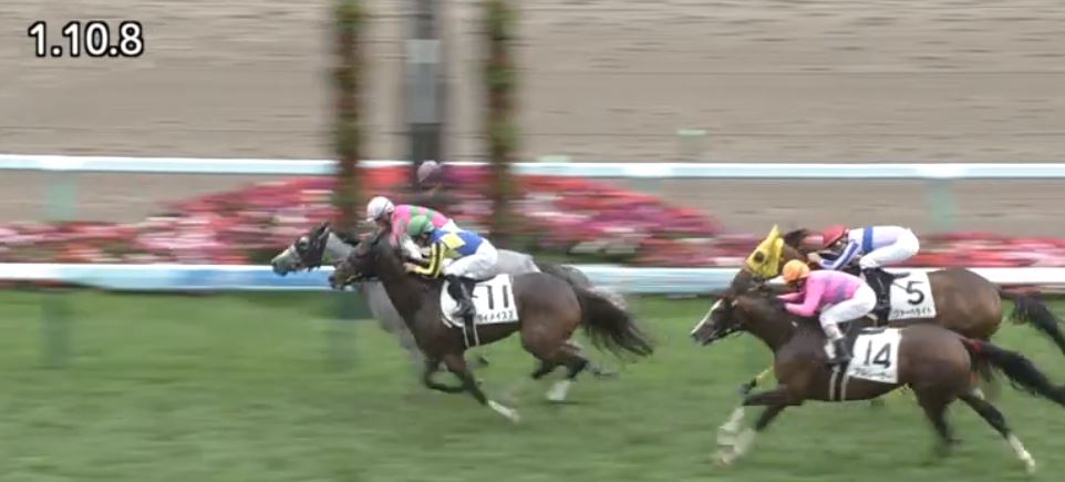 LongBallToNoOne's tweet image. J.Moreira lead uncontested then carried Masano Allegra (Gold Halo) over the line in the 4th at Sapporo. Great duel with M.Demuro on the 2nd horse Daimei Suzu (Jungle Pocket) #magicmen