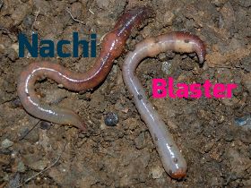todayininfosec's tweet photo. 2003: The Nachi worm began infecting Windows computers to remove the Blaster worm and patch the vulnerability exploited by both. Yes, this happened. Got to love it! https://t.co/xZfOvbJFeo