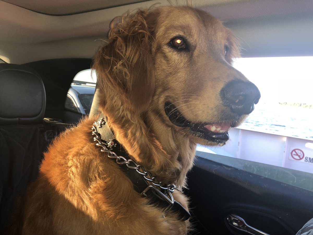 myfriend_bella's tweet photo. "The Best Therapist has fur and four legs"

Retweet if you agree!

#dogs #travel #adventure #golden_retriever #dog #puppy #puppies #animals #pets https://t.co/uS7antfre7