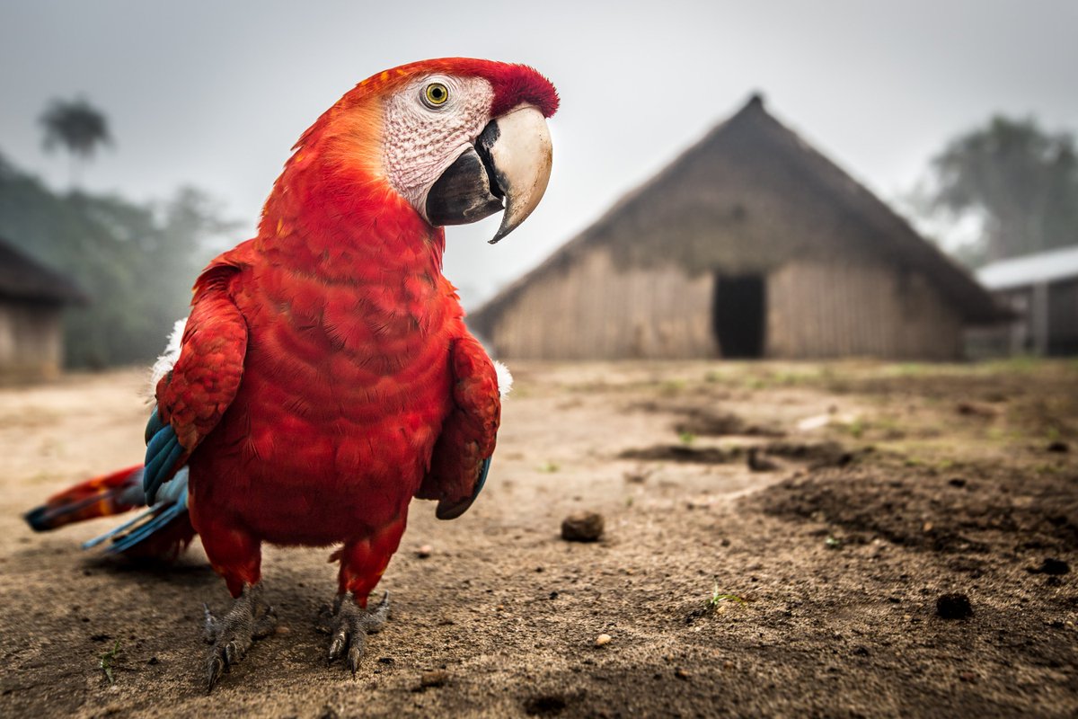 Avaaz_News's tweet image. WOW! Indigenous leaders just announced a bold plan to save the Amazon. This is a huge step forward for protecting half of our planet. Full story here: avaaz.org/AmazonCorridor #CuencaAmazonica