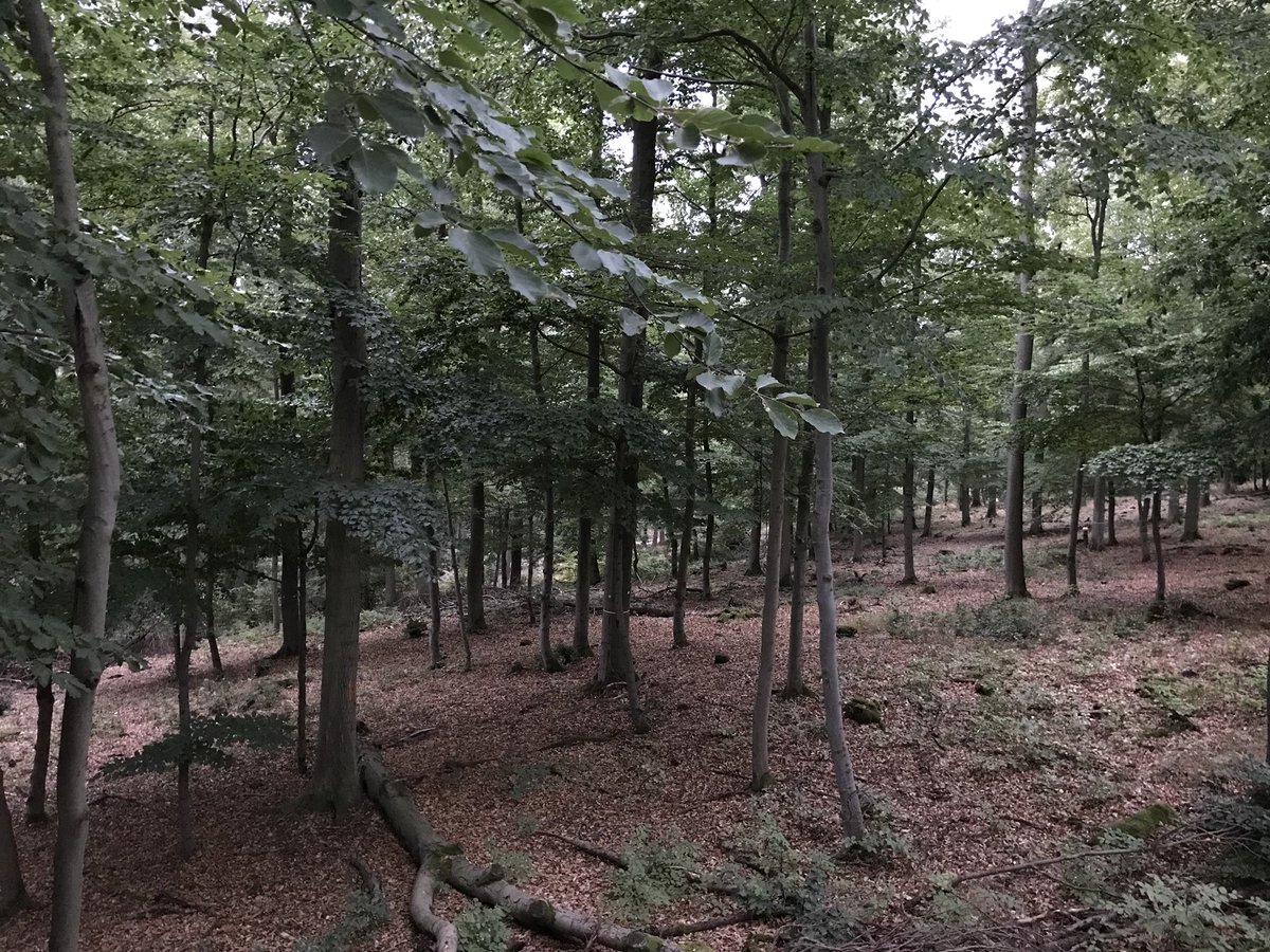 Waidmannsheil allen die gerade Ansitzen und dabei erleben, das die Natur erwacht. #bockjagd #outdoor #meinjagderlebnis #forrest #hunting