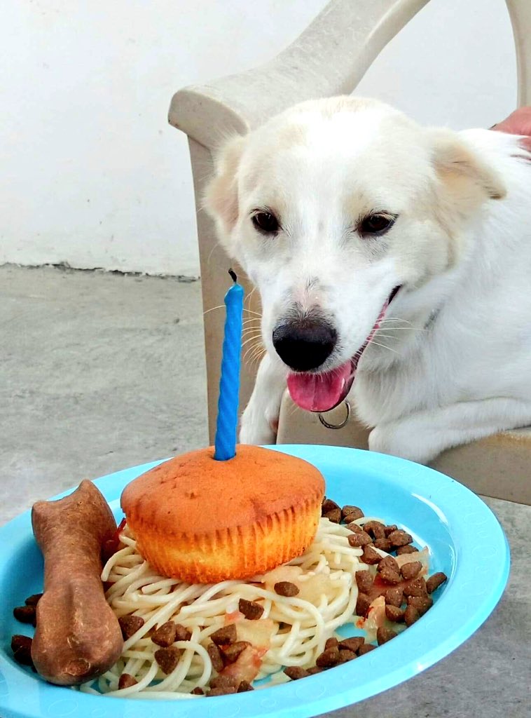 fluffyanabels's tweet photo. Alaska's 1st Birthday! 💕🐶 https://t.co/NUBpKSPTDr