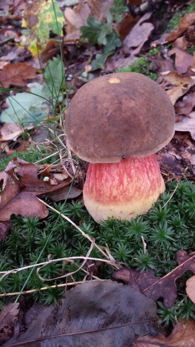 #wildplukken in de herfst. #cursus start in september. bloemenpad.nl