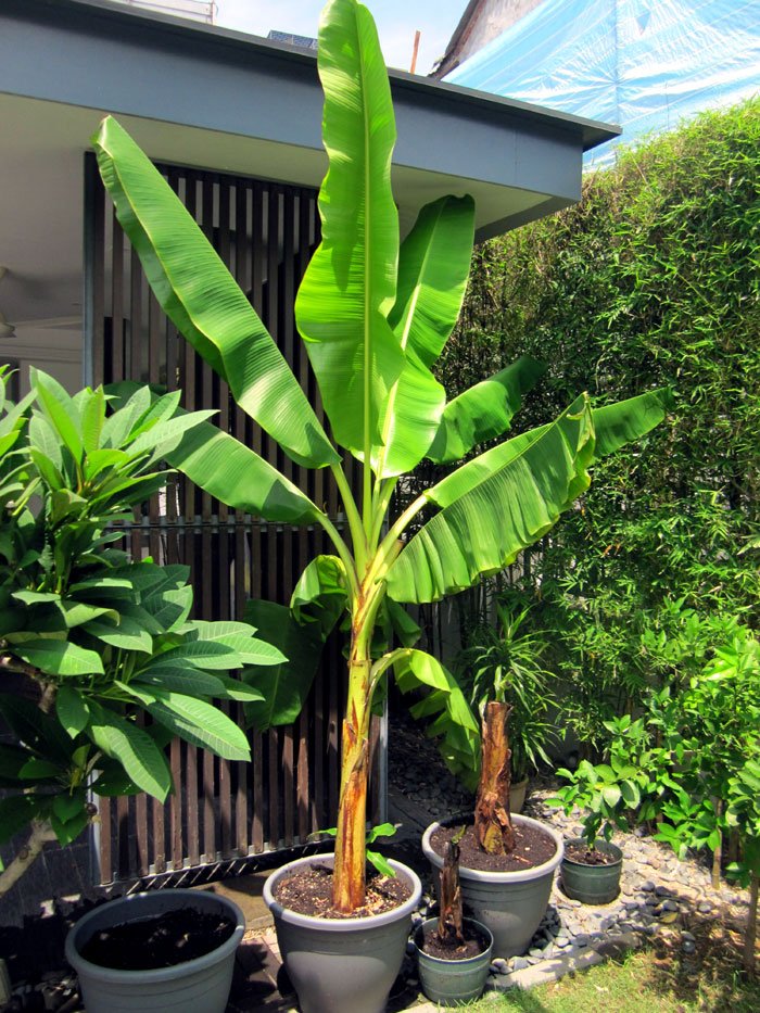 Bananatree Hashtag On Twitter Read Http Naturebring Grow Banana Trees Containers Bananaplant Dwarfbanana Bananatree Musa Tropical Fruit Container Tree