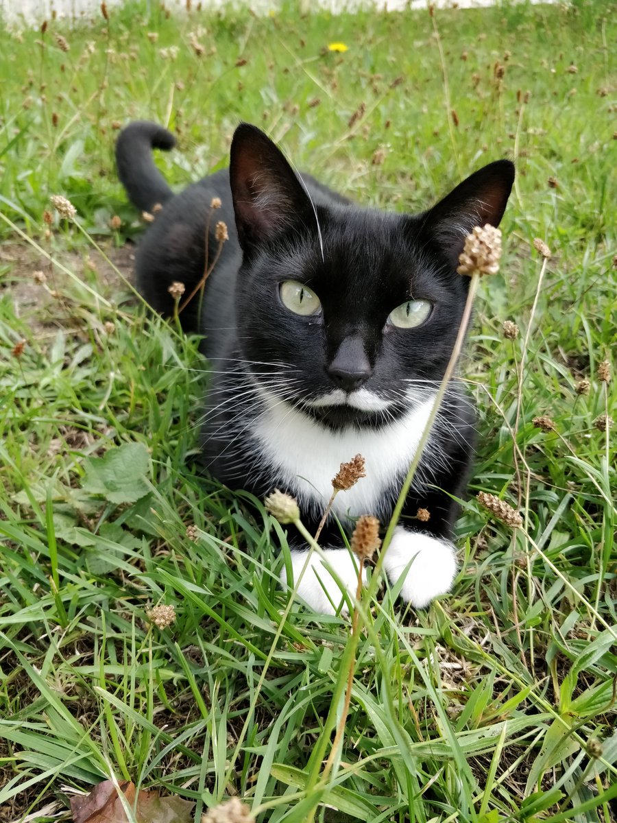 Stu08145370's tweet photo. @rickygervais what do you think of my cat Tasha? https://t.co/XQ0ywgdLMj