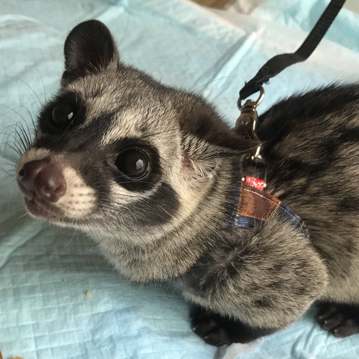 ট ইট র みかぽん ミスジパームシベットの華音ちゃん 体格がほぼ同じくらいだと思ってキンカジューの凛ちゃんのハーネスを付けてみたけど 華音ちゃんの方がちょっと首回りと胸回りが大きいみたい ミスジパームシベット ジャコウネコ 猫じゃないよ ট ইট র みかぽん ミスジパームシベットの華音ちゃん 体格がほぼ同じくらいだと思ってキンカジューの凛ちゃんのハーネスを付けてみたけど 華音ちゃんの方がちょっと首回りと胸回りが大きいみたい ミスジパームシベット ジャコウネコ 猫じゃないよ