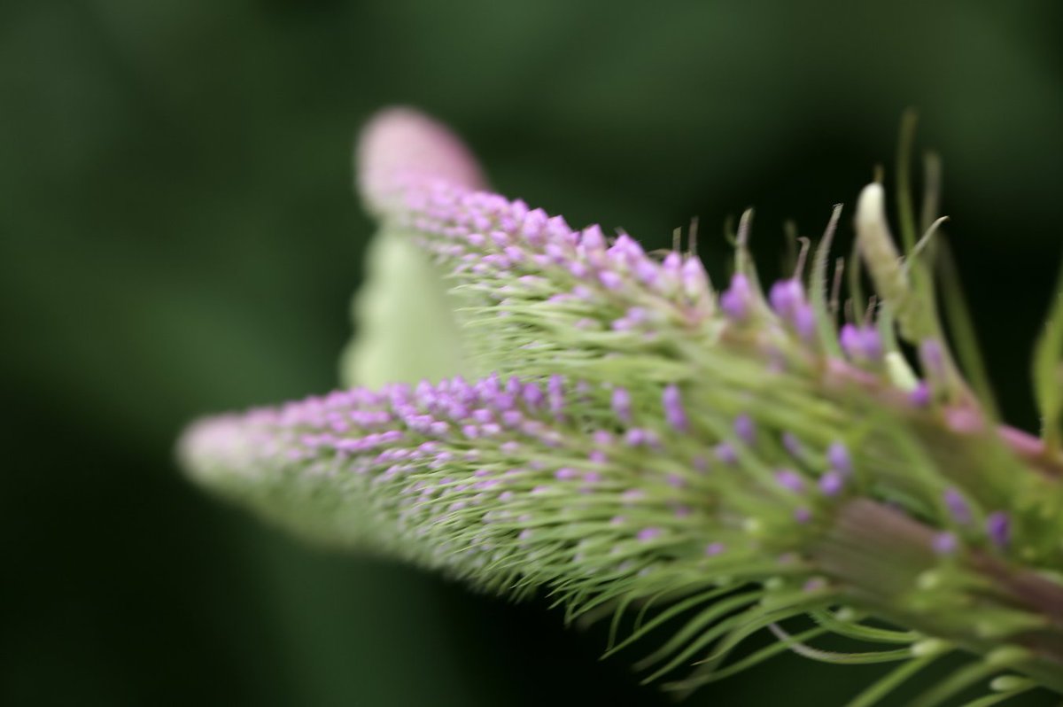 Dougthegardener's tweet photo. There are some plants that I always associate with lazy summer days wandering through lush plantings of herbaceous perennials with bees buzzing and hopefully coffee brewing...
Meet Veronicastrum virginicum 'Fascination' or Culvers Root...
#culversroot
#veronicastrum
#perennial https://t.co/GQxpflLSPo