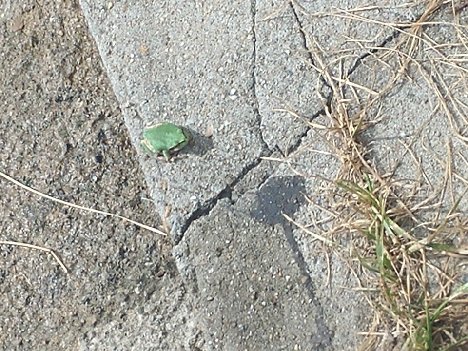 너무 오래 앉아있었더니 옹동이 아야...
맞아서 아픈거면 져은데...생리땜에 계곡이고 텔이고 가기 애매해서 주인님 일구경하다 뒹굴거리는 즁!
오늘 개구리가 차 안에 들어와서 벨트 안하고 있었음 차문 열고 나갈뻔...
가만 있음 귀여운데...움직이니까 무서워써...