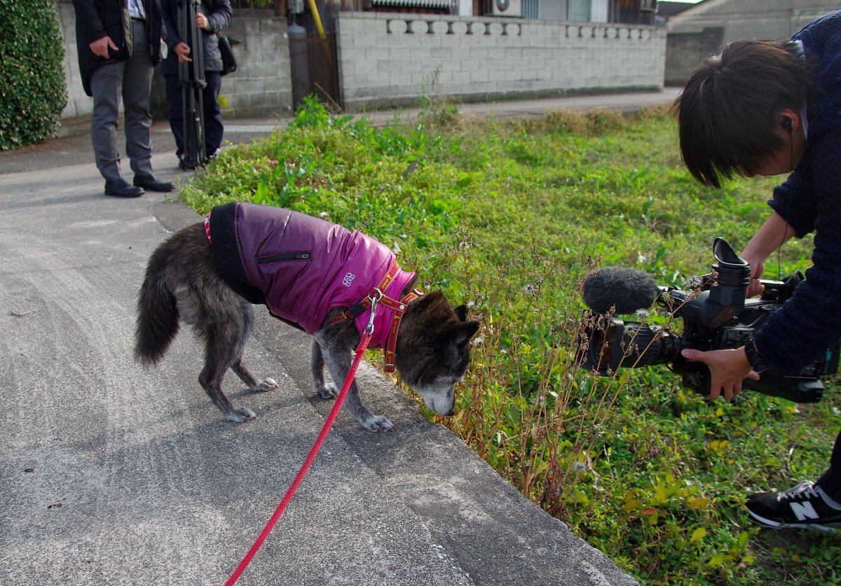 تويتر もも على تويتر 老犬を連れていると あらら かわいそうに と言われたりtwitterに投稿すれば かわいそう な姿は見たくない とリプも来るが 秘密にしておきたいほど老犬はいとおしい かわいそうだのかわいいだのを超越した存在である T Co