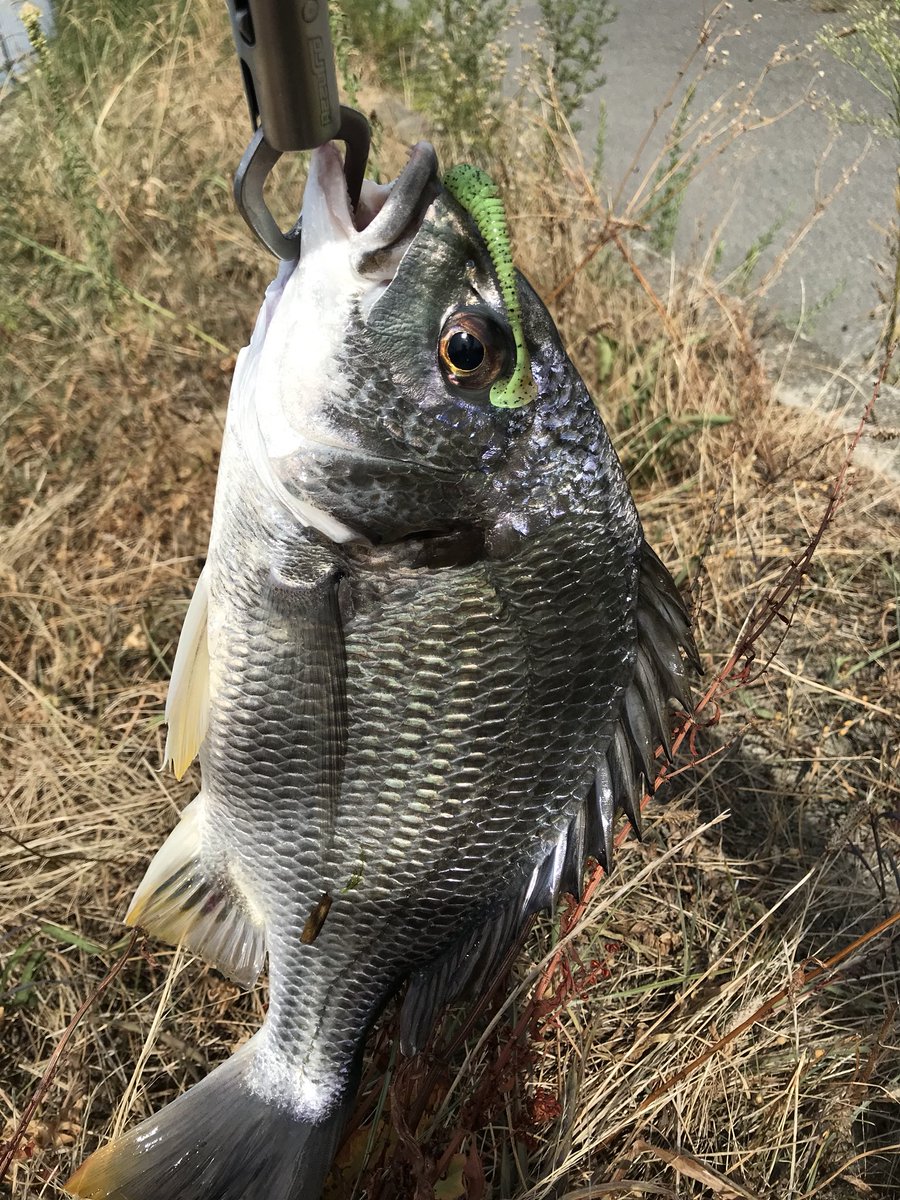 リンリュウ tweet media