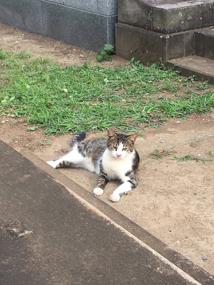 猫兎 谷中霊園に猫に会いに