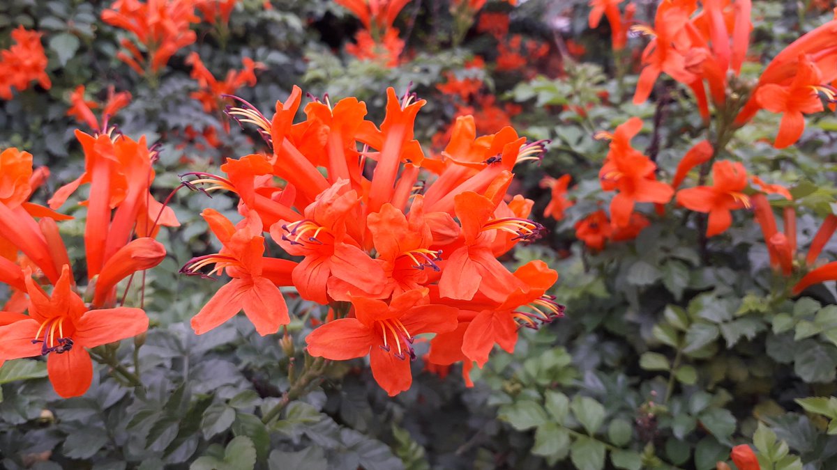 HiHyderabad's tweet photo. Beautiful Flowers On The Banks of #MusiRiver, #Hyderabad. 

Shot an hour ago on the occasion of #WorldPhotographyDay. Just imagine how beautiful Hyderabad will look if we revive this majestic river.🙏

@MusiProject @KTRTRS @arvindkumar_ias @HBAQUILA @GHMCOnline @HydWatch https://t.co/mcT8sfC1pH
