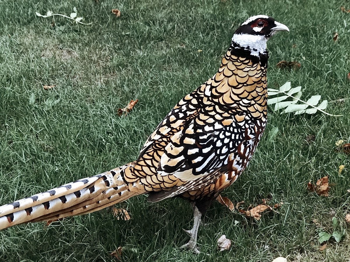 Our rather beautiful resident pheasant #reevespheasant #shropshirewildlife #shropshire #birdsofinstagram #wildbirds #shropshiregame #pheasant #ternhillhallgarden #ternhillhall