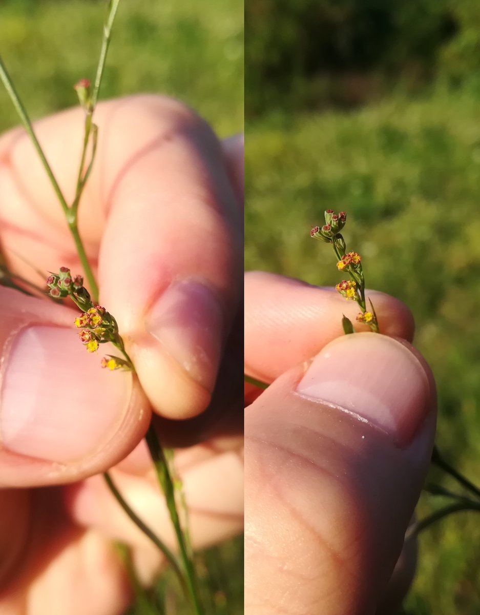 J__Baldinger's tweet photo. Flora am Alpenostrand im August
(Eastern Alps rim flora)

1) und 2) Bupleurum affine, unauffälliger pannonischer Doldenblütler
3) Melampyrum arvense
4) Peucedanum alsaticum, eine meiner Lieblingsarten

#natur #österreich #niederösterreich #umwelt #botanika https://t.co/WgTtoHfTDG