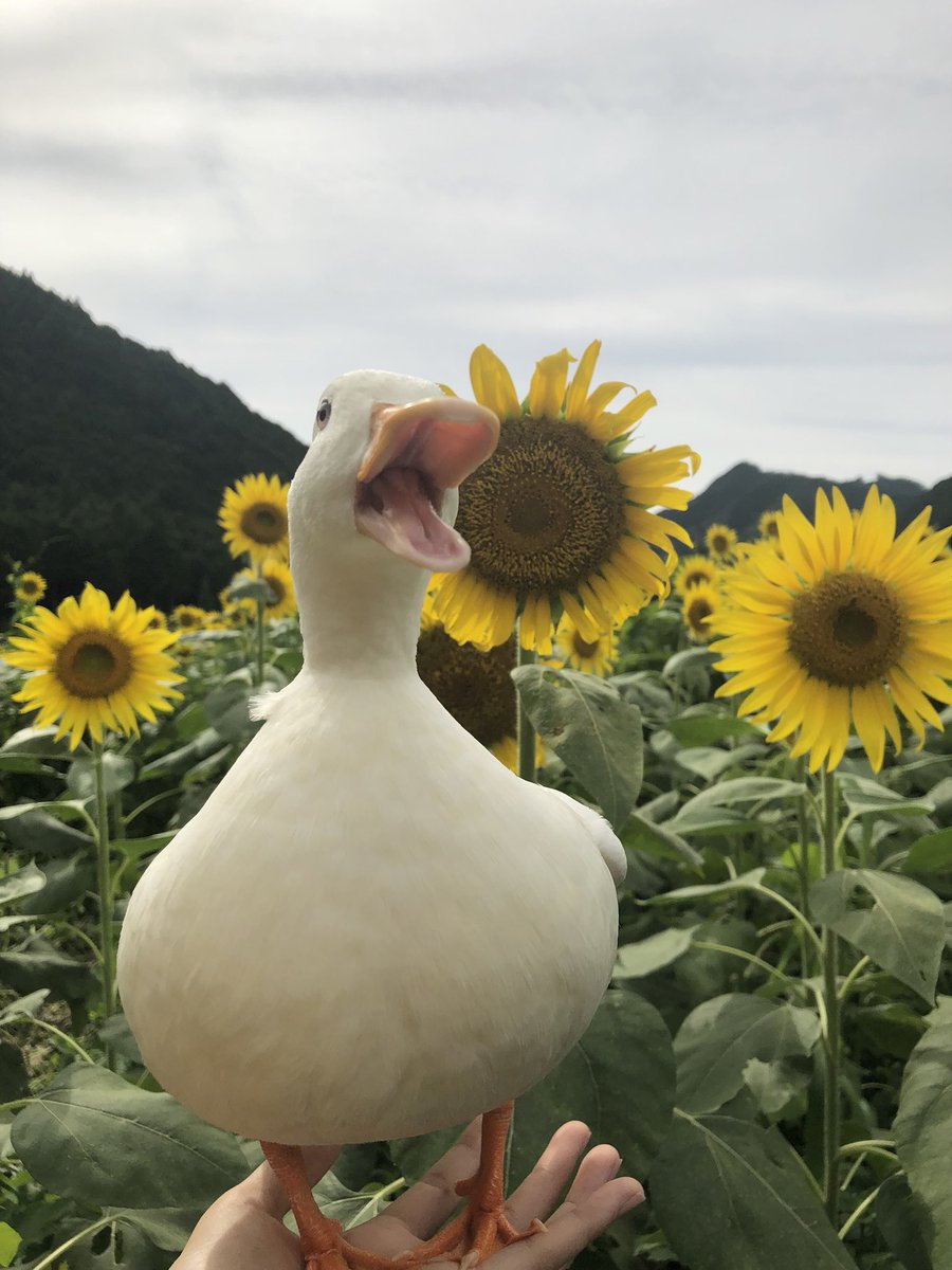 Poma ピヨコ 念願のひまわり畑行ってきました ひまわり綺麗だし ぴよも可愛く撮らせてくれましたヽ ﾟ ﾟ ﾉ 見に来てた人に手乗りあひる可愛い って言われて嬉しかったです コールダック