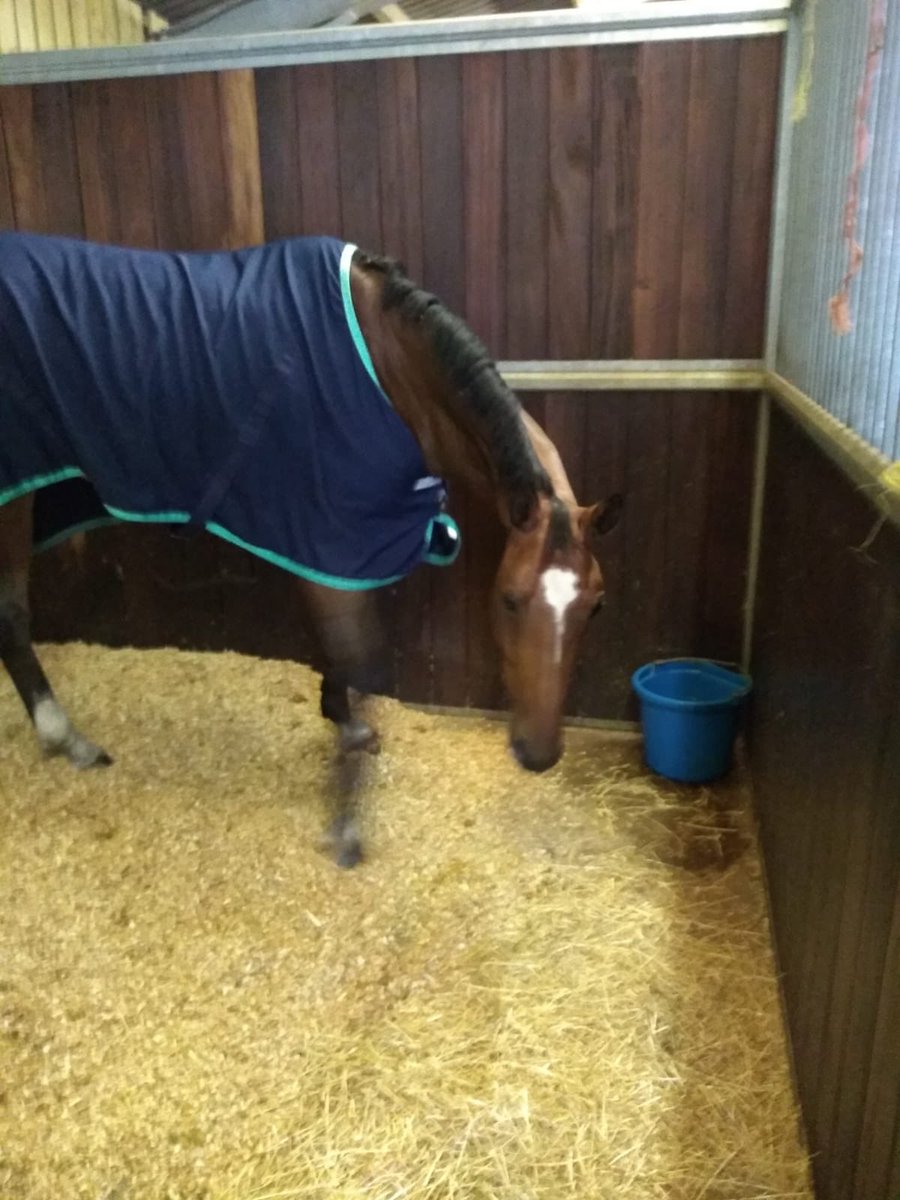 HoyEventing's tweet photo. Our 2 beautiful girls BYEBYE BRISQUENOUILLE and BLOOM DES HAUTS CRETS are enjoying a relaxing morning @somerfordpark before their runs this afternoon. Our #Activomed Rug & #ArcEquine are always travelling with us! #HappyHorses https://t.co/hby1aK7WAt
