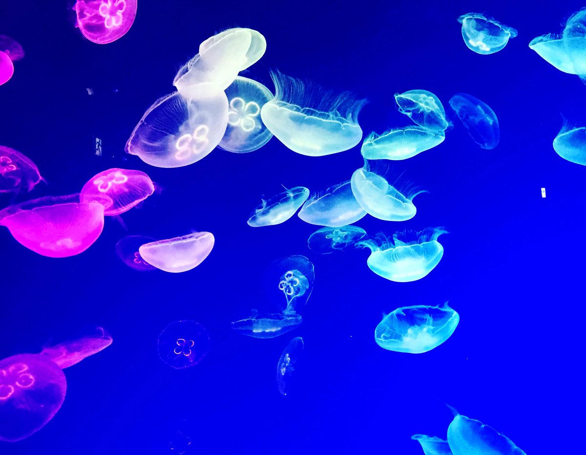 三倉茉奈 Pa Twitter クラゲ 幻想的で綺麗ーー 魅惑的 友達ファミリーと行った水族館にて Jellyfish Aquarium T Co Vmjyi3qmqr