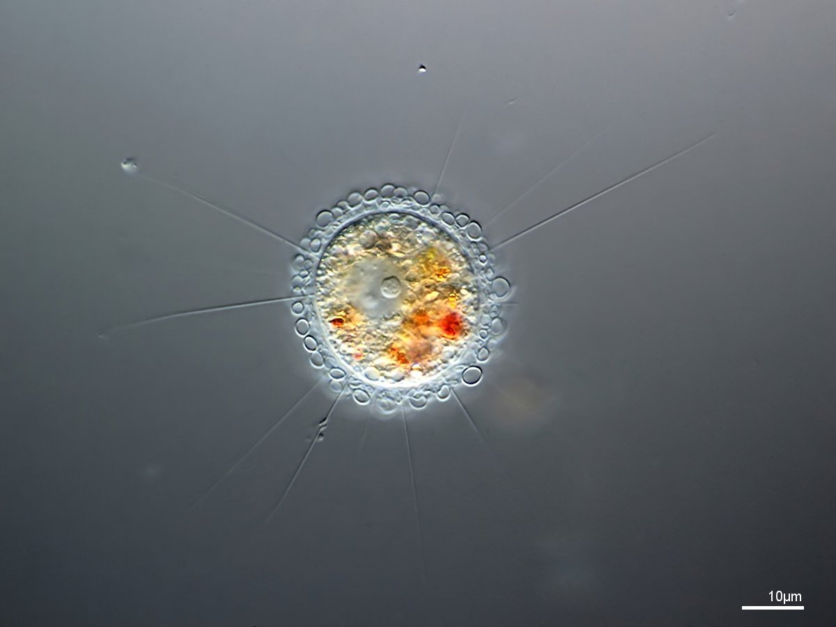 Meet the cousins of #fungi, through #SingleCellGenomics. today Sunday at P0080 S-31 New approaches to #phylogenomics, level 0. #Pompholyxophrys image from @Penardia #rotosphaerida #opisthokont #amoebae Thanks to @DEEMteam_Orsay @LuisJavi92 #Evol2018