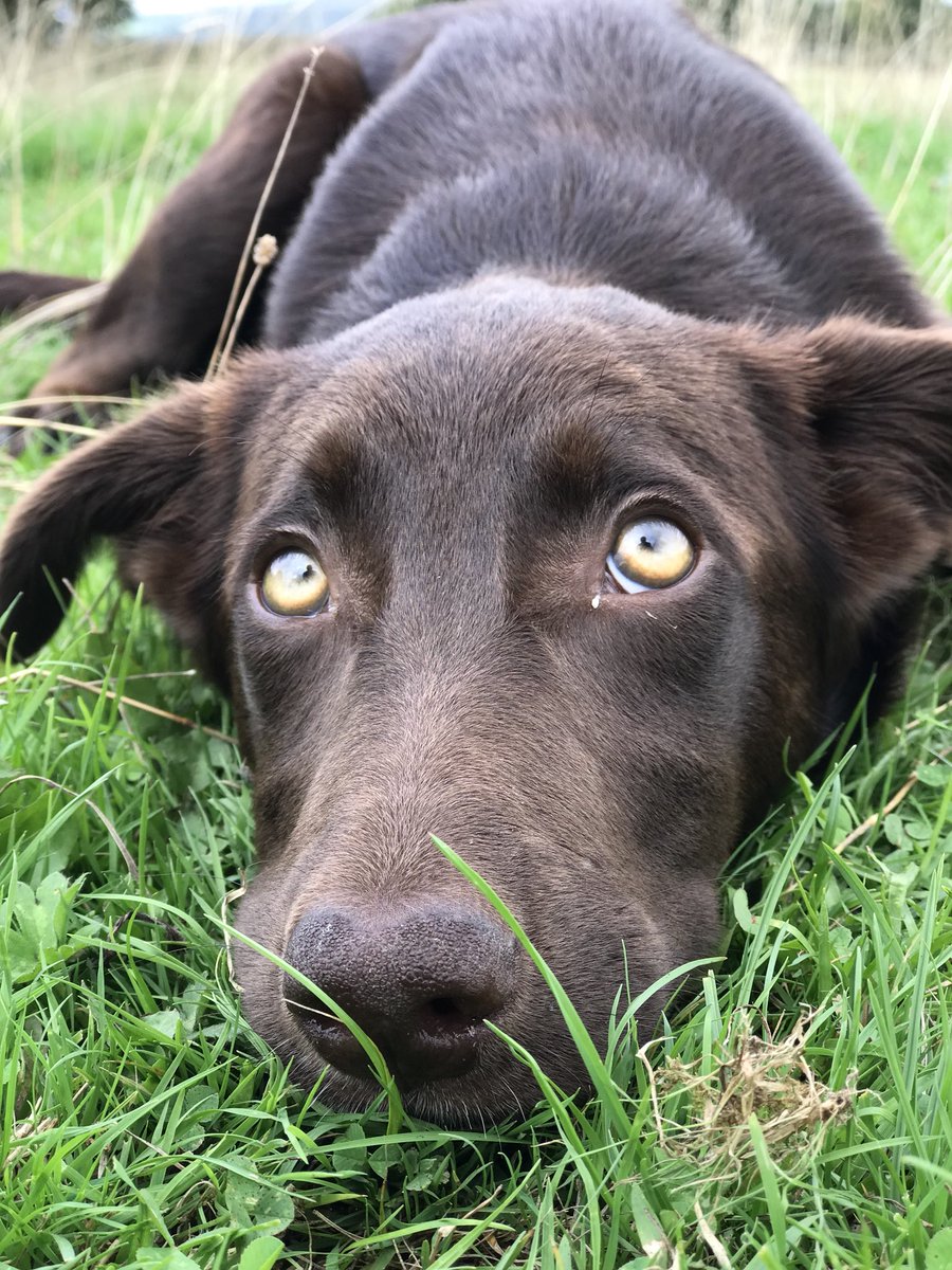 KelpieSal's tweet photo. Just daydreaming #kelpe #kelpies https://t.co/I1Jn1CO2rF