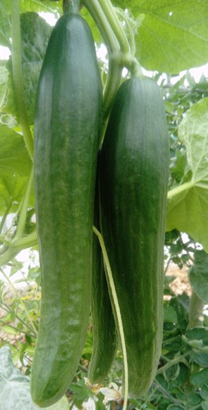 lorraine_itb's tweet photo. Another bumper crop of delicious cucumbers, tomatoes and sweet peppers from our hard-working Year 3 Horticulture students. All grown in our polytunnels on campus. @itbdublin #horticulture https://t.co/6fbdVByeyE