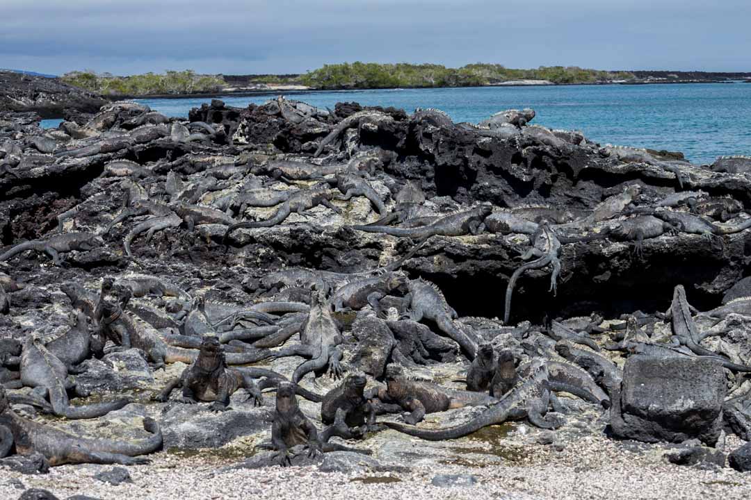 Can you guess how many Iguanas are in the shot?     We have not idea..... so many! This is what you get to see on the #Galapagos Islands. Pretty AMAZING!  @NNOMADasaurus @GalapagosYacht #travel #CruiseGalapagos #travelphotography #Ecuador
