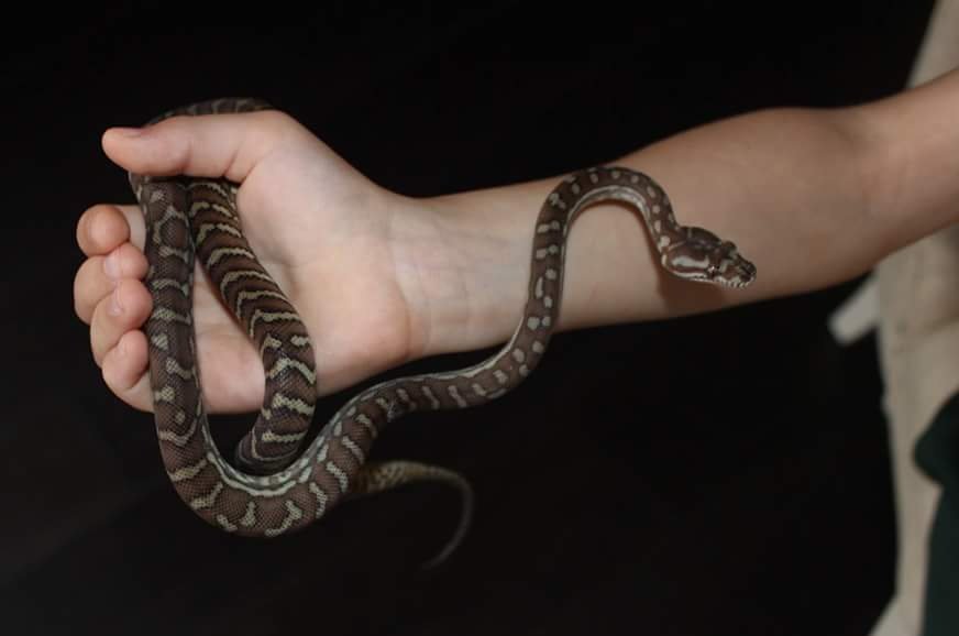 AmandaFoxActor's tweet image. A throwback, only 6 months old and 1.6m smaller #pythonlover #babypython