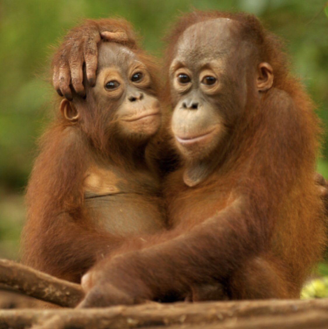 Bugün Dünya Orangutan Günü! “Odama bir orangutan girmiş.” Beren Saat, palm yağı endüstrisi tehditi altındaki orangutanların sesi oldu! Sen da palm yağı endüstrisine karşı mücadeleye katıl: Orangutanlarikoru.org #orangutangünü @Greenpeace_Med