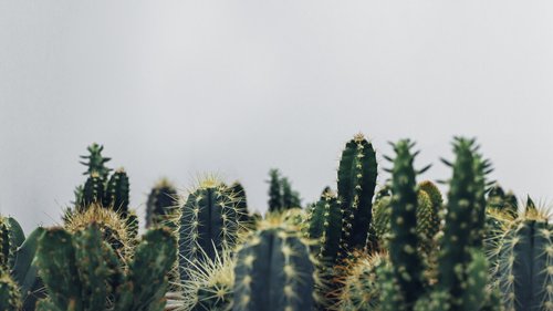 PropertymarkUK's tweet photo. Here's 15 houseplants that can purify the air and remove toxins in your home #outdoorin #greens #urbanjungle https://t.co/4KCo60lDRx https://t.co/m58c5F38wI