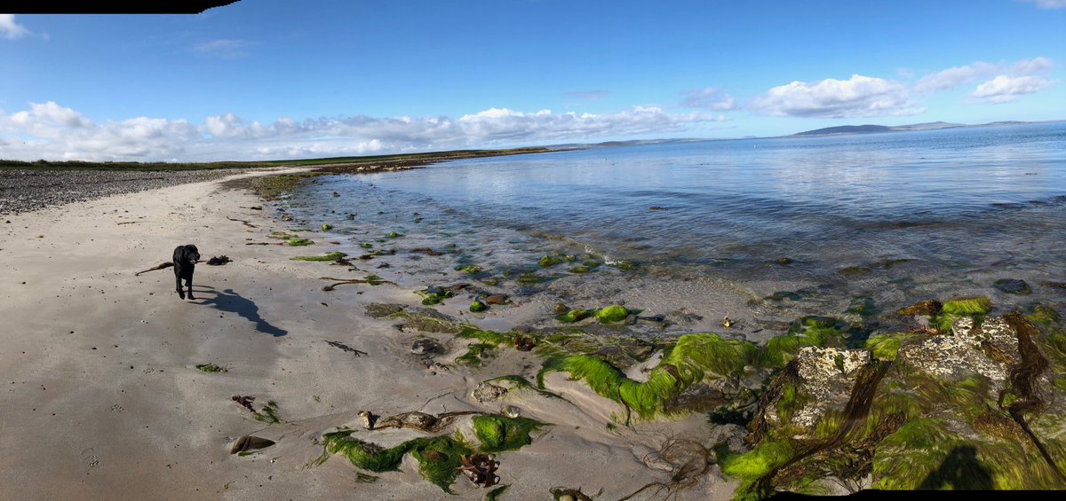 buhouse's tweet image. Another beautiful day in paradise #Orkney #Shapinsay