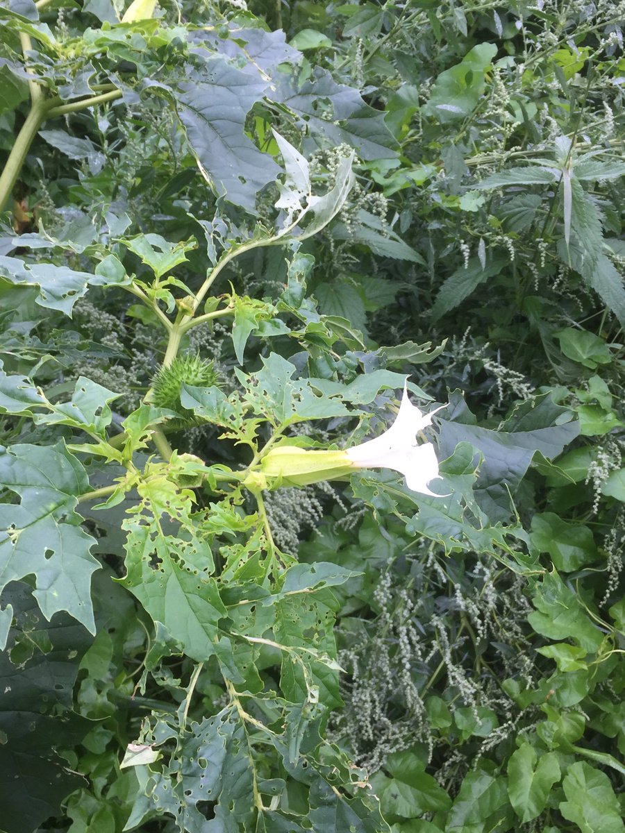 Thorn apple in my garden on Cape