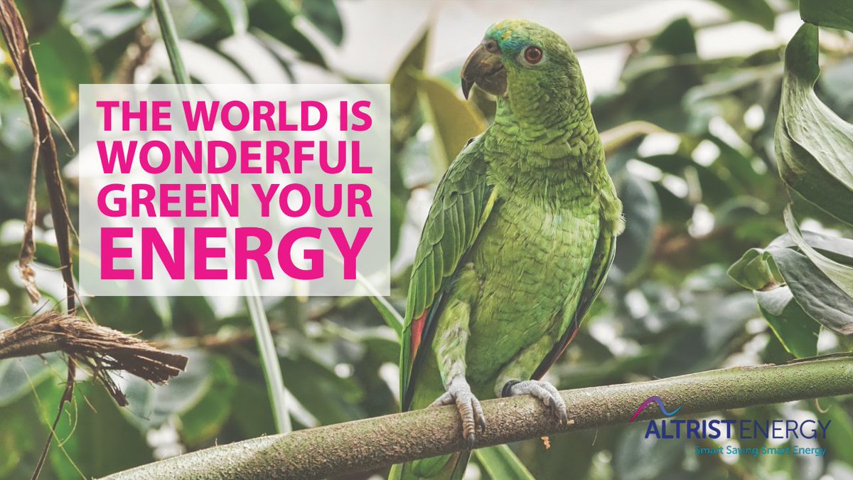 Green Parrot says use less energy. We can help - download our guide to LOW energy bills, and help Green Parrot save the world.  goo.gl/v7nGtJ

#altristenergy #renewablerevolution #greenenergy #renewableenergy #energy #home #business #greenparrot