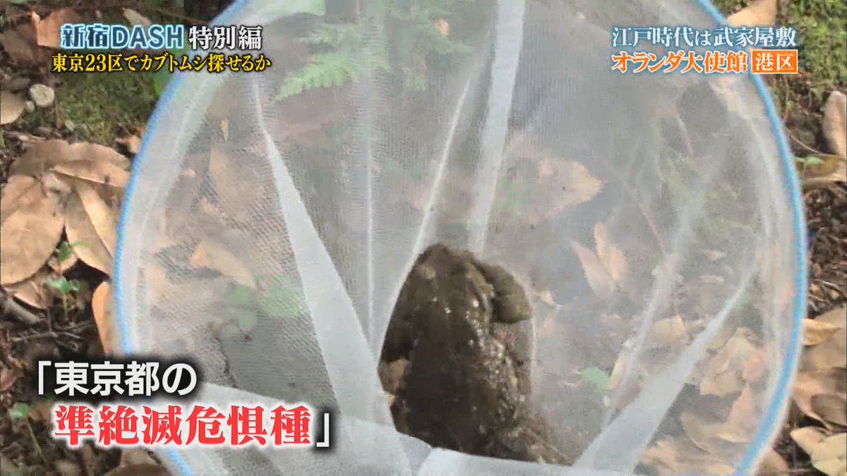 ট ইট র もちぇ 平日は多忙につき低浮上 あっさりと準絶滅危惧種が見つかる番組 鉄腕dash