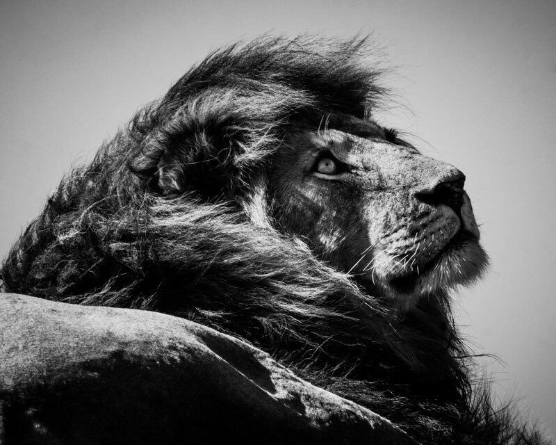 Laurent Baheux Photo tweet media