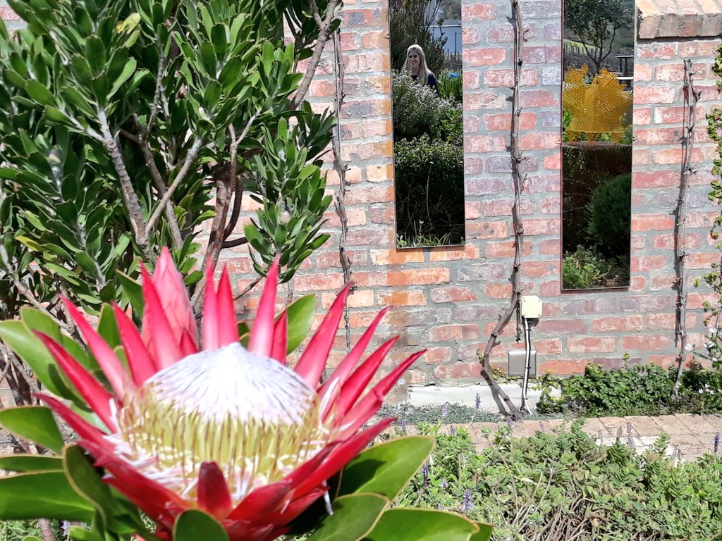 #NaturePhotography #madibaprotea #art  <a href="/Jacqueline_v_/">Jackie Viviers</a>
Ready to  give you a  warm welcome <a href="/creationwines/">Carolyn Martin</a> 🥂🍷🍾