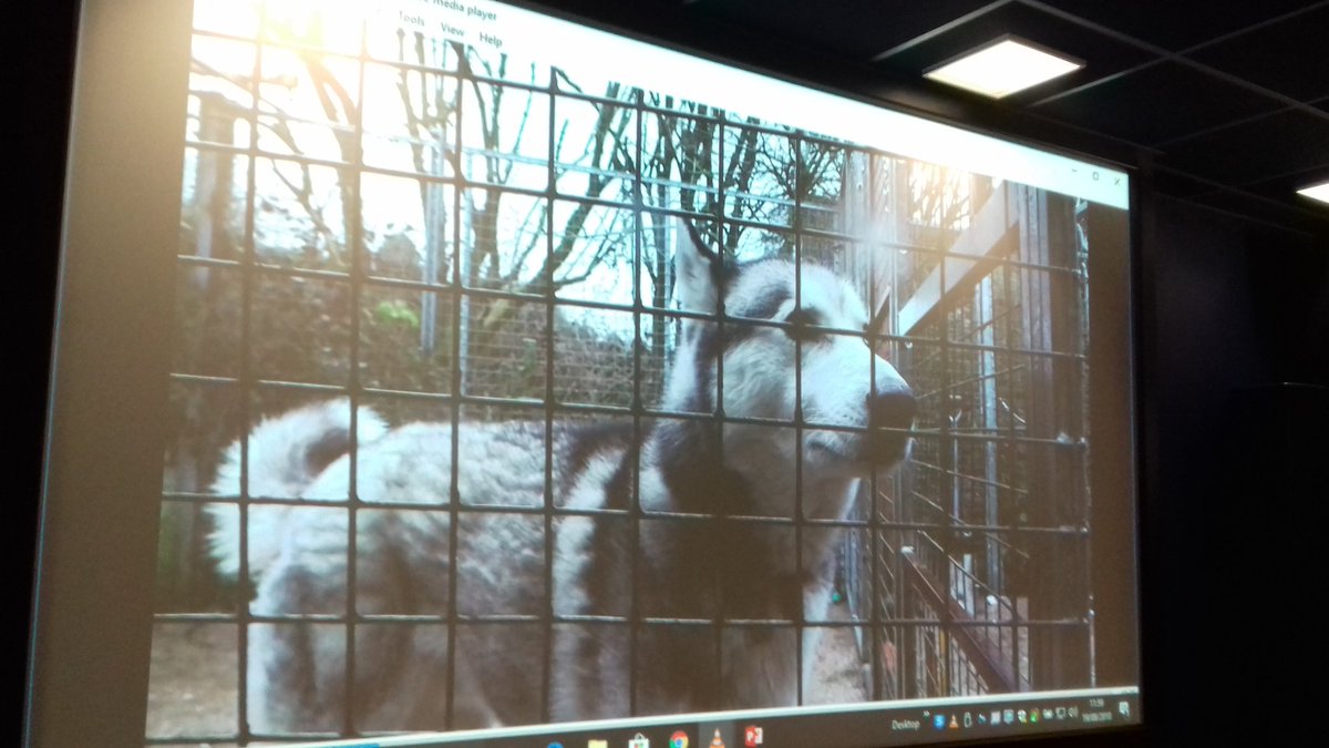 Keele_MCC's tweet photo. Currently screening one of our amazing final year student documentaries from this year, about a local dog home! (Be warned - it's quite emotional!) #keeleopenday #KeeleBecause https://t.co/tc3AQ6GfTh