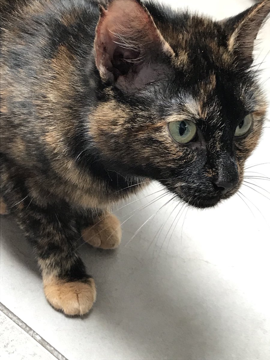 Femmie82's tweet image. Onze nieuwe aanwinst! En dankzij het grote succes van @DylanHaegens  @RasVermeulen @teuntjepee en Marit heet ze tosti ! #tosti