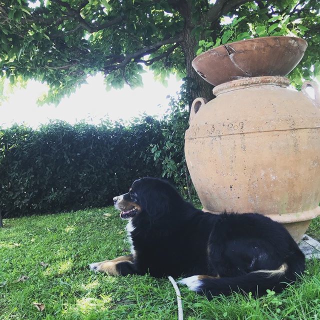 dogsitterfede's tweet photo. LULÙ 😍
.
.
.
.
.
.
Shot by @federicoluconi
#dog #dogs #dogsitter #dogsitters #dogsitterfederico #pets #doglover #dogsittermatrimoni #cucciolo #dogsitterlife #lovedogs #igersitalia #pistoia #vitadacani #dogsitting #instadog #prato #lucca #firenze #dog… https://t.co/5x5YNrL3Ct https://t.co/HNG8PQkx3P