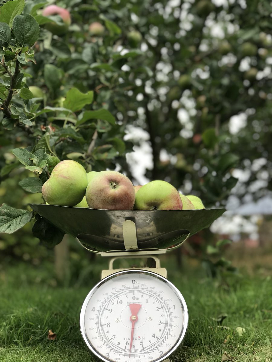 BertsBarrow's tweet photo. ππWhen a customer asks if we have any cooking apples, we love to say yes give me a minute Iβll go pick you some! ππ#lovelocal #eatwhatsinseason #shoplocal #buylocal #bakingapples #yorkshire https://t.co/uzrxYJyJss