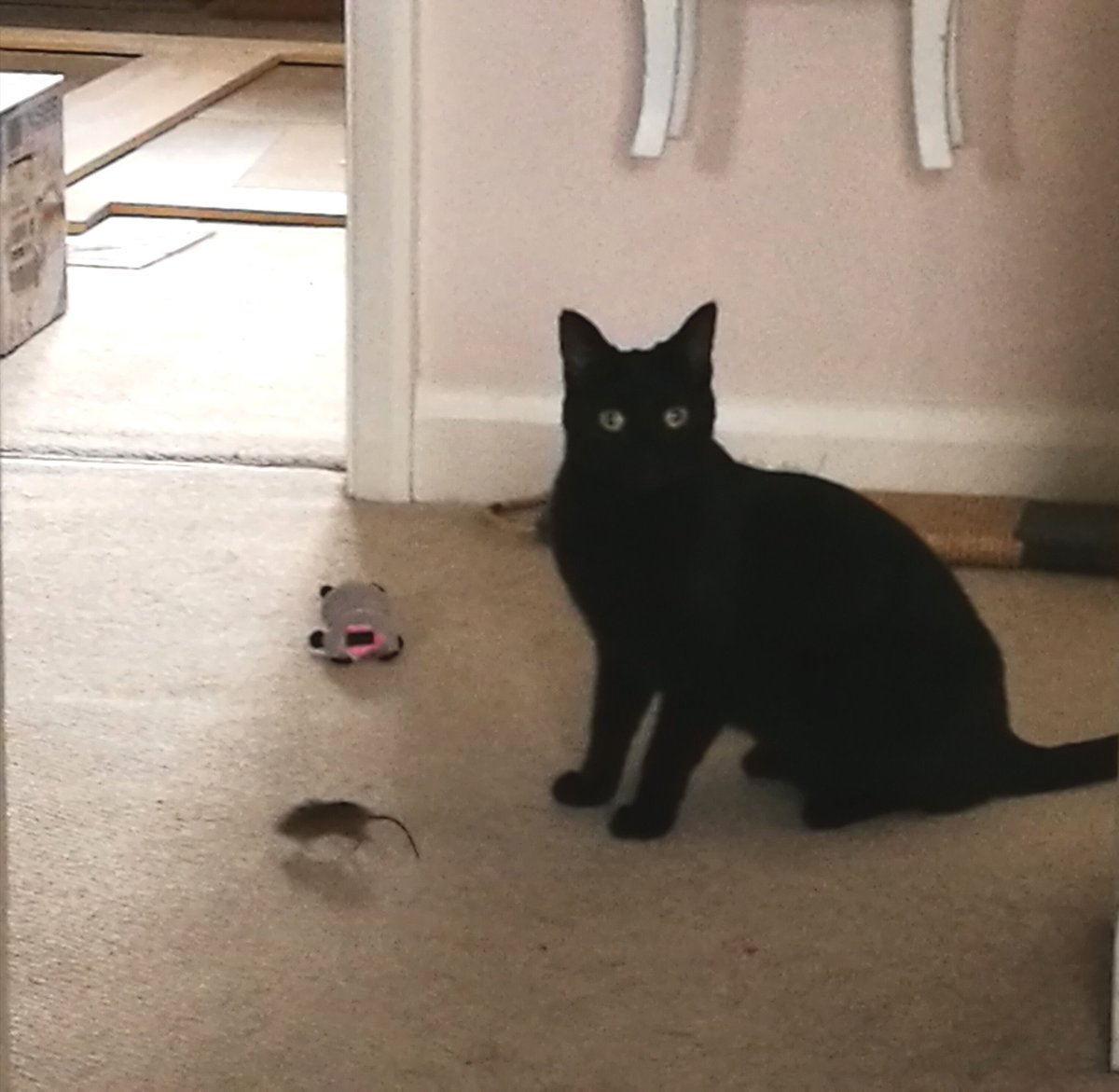 acraftycow's tweet photo. Operation #MouseRescue is Go! Run lil fella run! *Puts down humane traps while trying to distract Banksy* https://t.co/GpMe6n9qm9