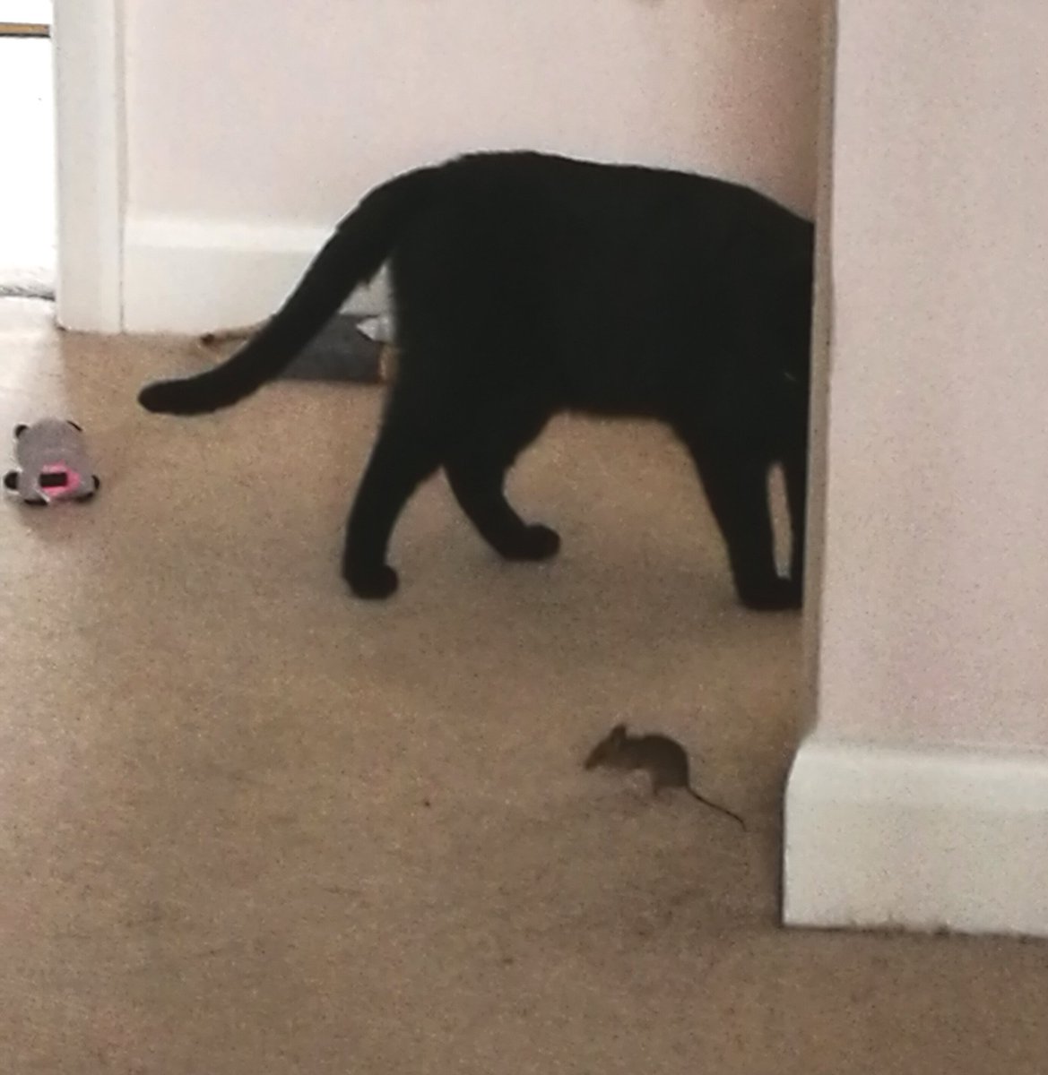 acraftycow's tweet photo. Operation #MouseRescue is Go! Run lil fella run! *Puts down humane traps while trying to distract Banksy* https://t.co/GpMe6n9qm9