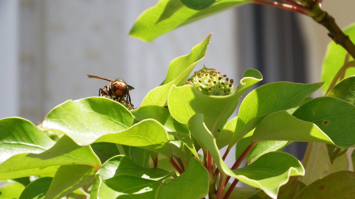 Heshteg コガタスズメバチ U Tvitteri